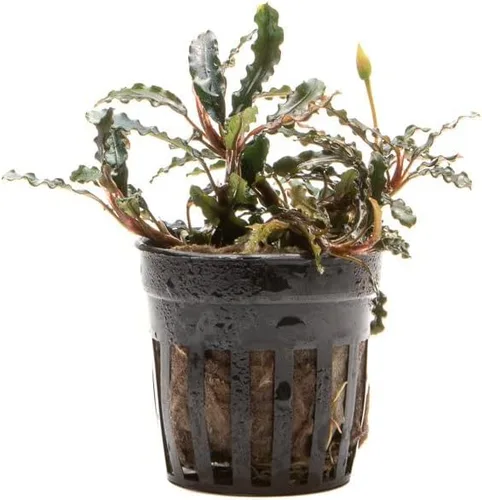 Vista 53 de SubstrateSource Bucephalandra Brownie Phantom - Planta de acuario viva – Decoración natural de pecera de agua dulce, decoración acuática