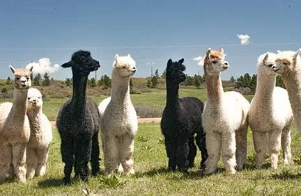 Vista 5 de Inca Fashions - Bufanda de alpaca en espiga - 100% alpaca bebé (espiga de camel), camello, espiga