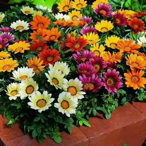 Vista 2 de Gazania - Semillas para plantar, más de 300 semillas mixtas de Gazania, semillas de flores tradicionales sin OMG para jardín al aire libre, plantas