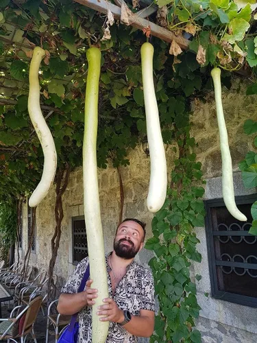 Vista 2 de Semillas Calabash Calabash Long Gourd Lagenaria Serpantine Heirloom Vegetal para plantar sin OMG