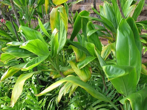 Vista 9 de Troncos de inicio de plantas hawaianas rojas y verdes "Buena Suerte" Ti