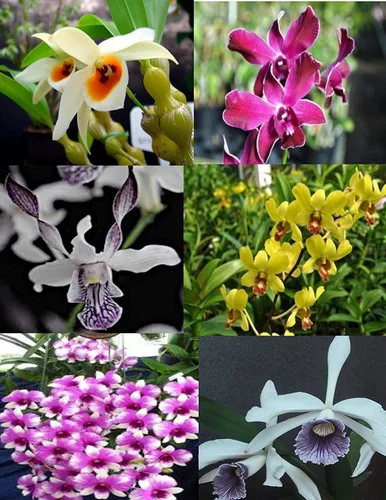 Vista 4 de 4 plantas de orquídeas Cymbidium vivas (Cymbidium)