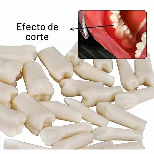 Vista 6 de Modelo de 28 dientes Typodont extraíbles compatibles con Nissin 500 Dental