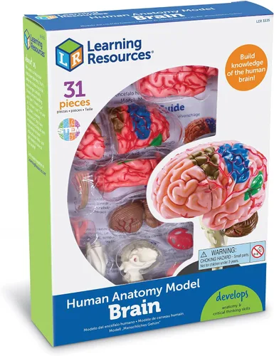 Vista 4 de Modelo de cerebro Learning Resources