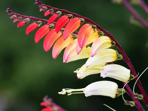 Vista 3 de Semillas Petardo Vid Mina Lobata Quamoclit Flores Anuales