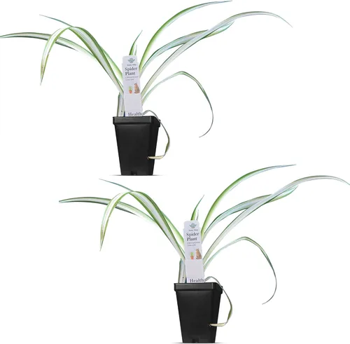 Vista 21 de Plantas de aloe coral (Aloe striata) - Suculenta viva con llamativos bordes rosados y hojas lisas y planas para jardinería en interiores