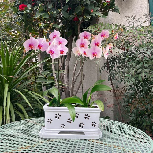 Vista 6 de Maceta rectangular de cerámica para orquídeas de 10 pulgadas con agujeros y platillo, color blanco, drenaje efectivo y ventilación para orquídeas
