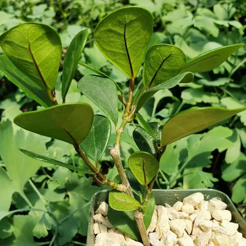 Vista 8 de Ficus triangularis