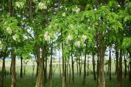 Vista 2 de Árbol de langosta negra, planta viva de 24 a 36 pulgadas de alto, plántula a raíz desnuda, árbol de sombra de crecimiento rápido con flores