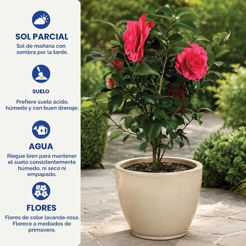 Vista 6 de Camelia, arbusto floreciente de hoja perenne viva, 3 galones