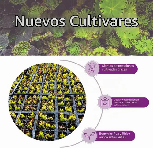 Vista 5 de Begonia de fresa, 4 pulgadas, Saxifraga stolonifera, planta de interior Legacy Heritage