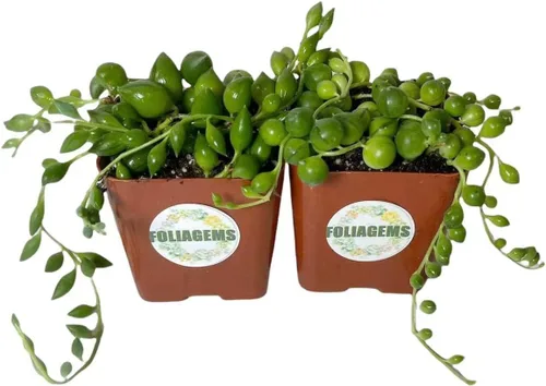 Vista 9 de Plantas suculentas vivas de USKC (juego de dos macetas de 2 pulgadas) (Anacampseros rufescens variegata)