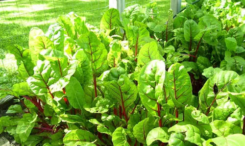 Vista 2 de 500 semillas de acelga rojo rubí reliquia – Premium sin OMG, polinizado abierto, semillas cultivadas en Estados Unidos, siempre frescas