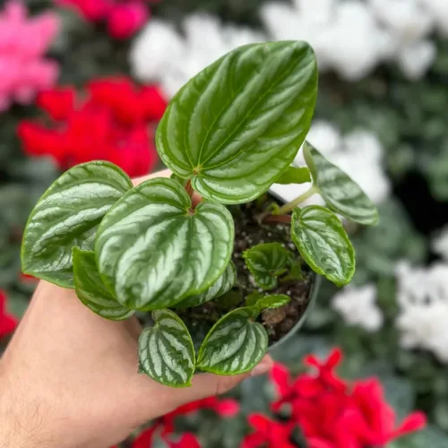 Vista 3 de Peperomia Ecuador Live Plant - Pet-Safe Indoor Decor