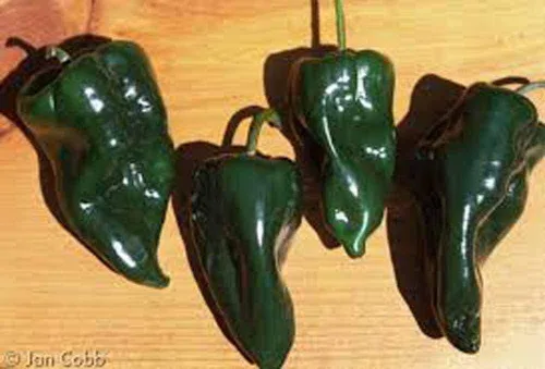 Vista 3 de Semillas de pimiento Poblano – 100 unidades de semillas – calor suave, sabor rico – perfectas para chiles rellenos. Pimientos Pablano producirán