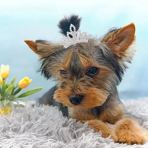 Vista 8 de PET SHOW 1 unidad/paquete de pinzas para el pelo de tiara para perro, lazos para perros pequeños, disfraz de diamantes de imitación de cristal