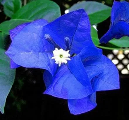 Vista 2 de Generic 50 semillas de flor de buganvilla azul