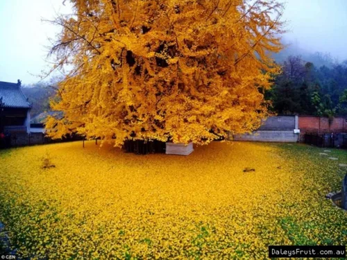 Vista 4 de Plántula de Ginkgo Biloba de 2 a 3 años de edad de 10 a 12 pulgadas de alto