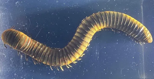 Vista 8 de 44mm Hormiga gigante tropical real en resina de lucita transparente cristalina, espécimen preservado Pseudoneoponera Rufipes, taxidermia