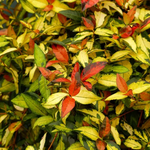 Vista 2 de Jasmine Summer Sunset - 3 plantas vivas - Trachelospermum Asiaticum - Colorida vid cubierta vegetal