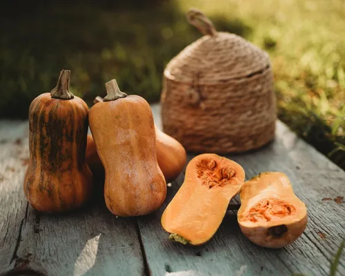 Vista 3 de Calabaza Honeynut - 25 semillas de calabaza Butternut Heirloom, Thresh Seed