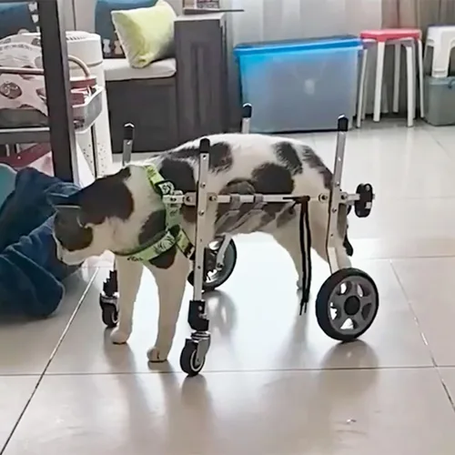 Vista 2 de Adjustable 4-Wheel Dog Wheelchair for Small to Medium Dogs, Full Support Mobility Cart for Disabled Pets, Front & Back Leg Aid Trolley for Crippled