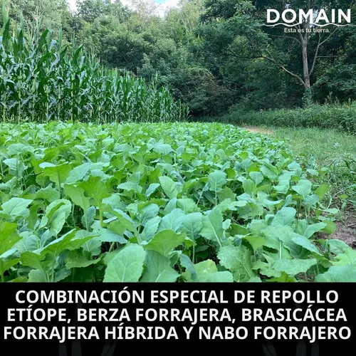 Vista 5 de Domain Outdoor Bombshell - Semilla de parcela de alimentos para ciervos, 1/2 acre, diseñada para manejar las condiciones más duras, establecimiento