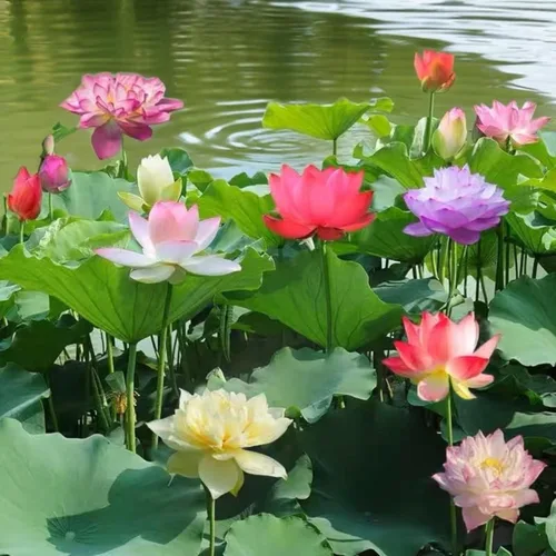Vista 8 de 12 piezas de semillas de loto de colores mixtos rosa, rojo y verde para plantar hermosas plantas acuáticas para bonsáis de interior, estanques al
