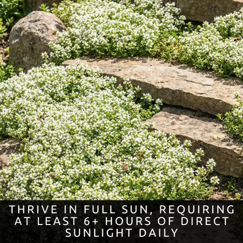 Vista 2 de 1000pcs/bag Creeping Thyme White Seeds Cubierta de tierra perenne para el jardín casero