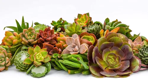 Vista 3 de Succulent Market - Esquejes surtidos (paquete de 20) suculentas de 2 a 3 pulgadas a granel