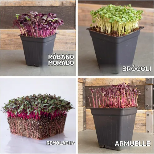 Vista 6 de Kit de semillas de microverdes de 12 variedades - Semilla de brócoli para germinado más rábano morado, remolacha, microverdes de girasol, guisantes