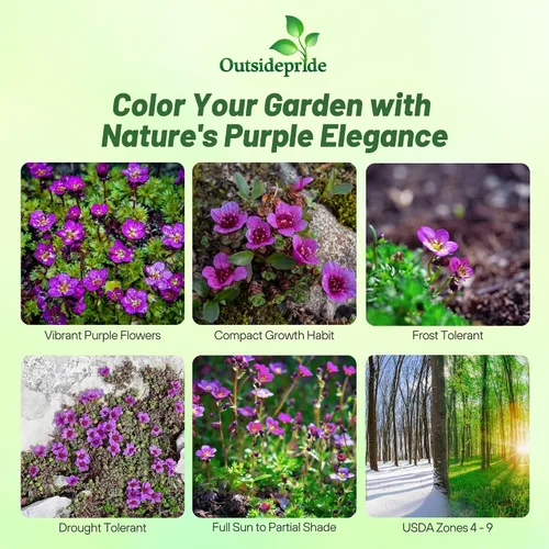 Vista 2 de Outsidepride Semillas de cobertura del suelo de Saxifraga de color morado rosa – 2000 piezas perennes, follaje de hoja perenne, flores rojas carmín