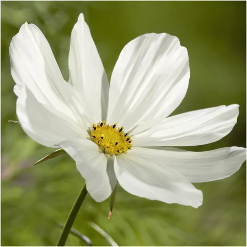 Vista 4 de Seed Needs Purity Cosmos Seeds para plantar flores anuales cortadas blancas 1 paquete