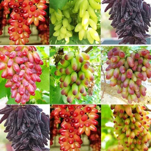 Vista 2 de Generic Semillas frescas de frutas de uvas para plantar 120 piezas negras Negro