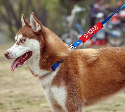 Vista 5 de Advivio in Training Do Not Pet - Divertida correa roja para perro, envoltura de correa para perros que caminan, regalo para perros y dueños de perros