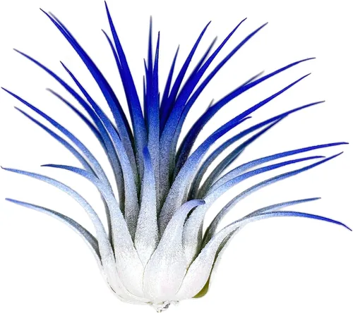 Vista 11 de Planta de aire Rainbow Tillandsia, planta de aire Tillandsia, planta de aire, purificación de aire, planta de casa, decoración y regalo para el azul