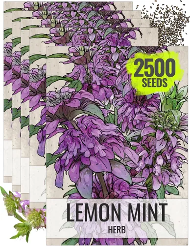 Vista 15 de Seed Needs Semillas de limón y menta para plantar hierbas anuales sin OMG, 1 paquete
