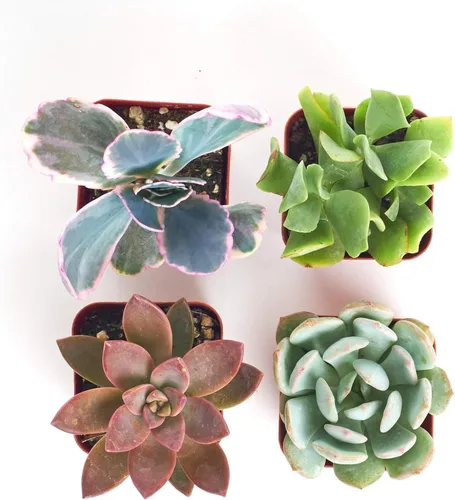 Vista 3 de 4 plantitas, de Shop Succulents, colección variada, tonos pastel, paquete de de 4