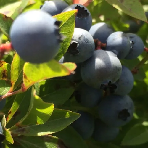 Vista 2 de Aceite aromático Wild Blueberries (botella de 1 onza) para hacer velas, hacer jabón, hacer tartas, aerosoles de habitación, lociones, ambientadores