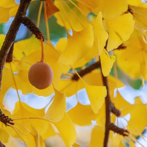 Vista 2 de Juego de 2 plantas de ginkgo vivas con raíces desnudas, 6 a 12 pulgadas de alto, árboles de ginkgo biloba para jardín, patio o decoración