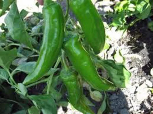 Vista 2 de Pimienta, Anaheim, reliquia, más de 25 semillas, ligeramente picante, fresco o seco