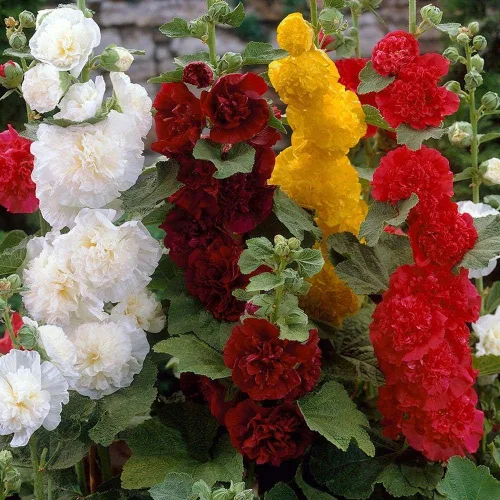 Vista 2 de Semillas Flores Hollyhock Double Mix Perenne - 50 Semillas