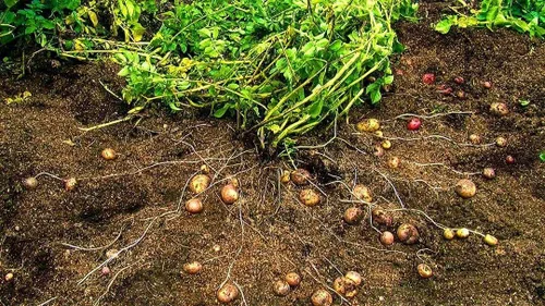 Vista 8 de Back To Eden Film - Simple. Sustainable. Solutions.