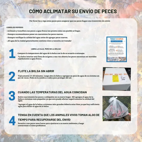 Vista 7 de Toledo Goldfish - Pez Koi mariposa y Koi, Combo para estanques, acuarios o peceras