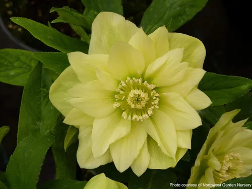 Vista 6 de Perennial Farm Marketplace Helleborus x W.J. 'Golden Lotus' (rosa lentense) perenne, 1 cuarto de galón, flores amarillas