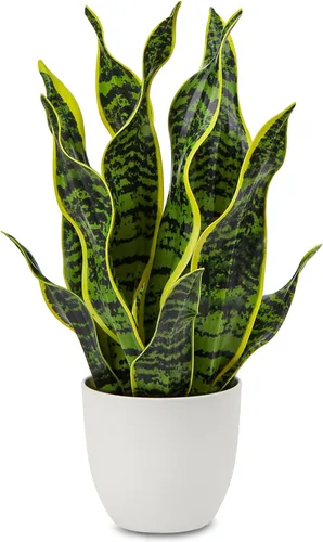 Vista 14 de Hollyone Planta de serpiente falsa de 12 pulgadas, pequeña planta de serpiente artificial en maceta con maceta de cerámica, planta Sansevieria