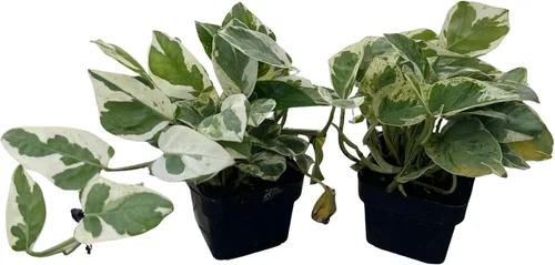 Vista 3 de N Joy Pothos - Epipremnum aureum - 2 plantas macetas de 3 pulgadas - Bueno con poca luz