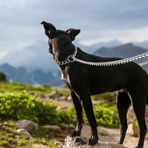 Vista 3 de Correa y collar de metal para perro, cadena a prueba de mordidas de 4 pies con cadena en P, correa resistente para mascotas con mango acolchado