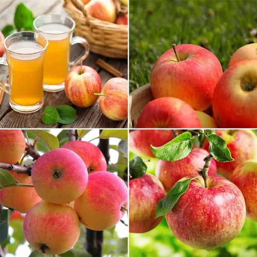 Vista 12 de Semillas de frutas para plantar - Semillas de frutas de jardín (caqui americano - 10 semillas)
