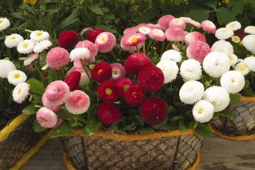 Vista 3 de Semillas English Daisy Pompon Double Mix (Marguerite Bellis perennis) Flores perennes cortadas al aire libre para plantar jardines